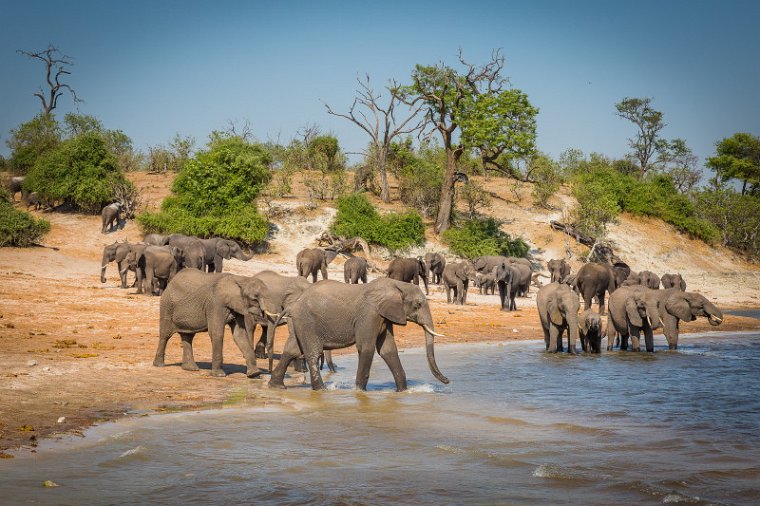 033 Botswana, Chobe NP, olifanten.jpg